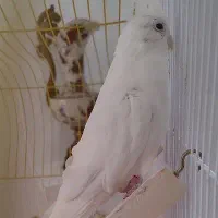 عروس هلندی