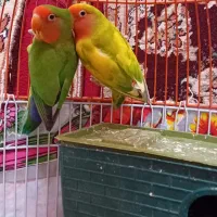 طوطی برزیلی