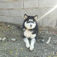 واگذاری سگ هاسگی ۷ ماهه خوش اخلاق