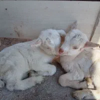 بزغاله نر شیری ، سانن