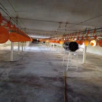 کارگر مرغداری تمام وقت