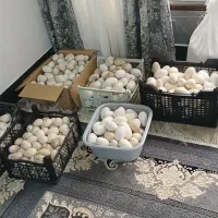 تخم غاز و اردک محلی