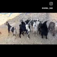 بز بزغاله بره میش قوچ|حیوانات مزرعه|جوادآباد, |دیوار