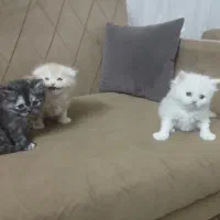 اسکاتیش بریتیش