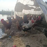 خوروس هشت ماه|حیوانات مزرعه|تولم شهر, |دیوار