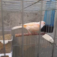 قناری ماده یک ساله