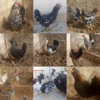 تخم نطفه دار گلین لری اصل