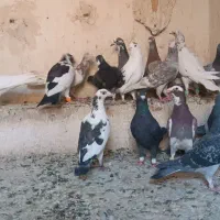 کفتر پلاکی|پرنده|شیراز, پانصد دستگاه ارتش|دیوار