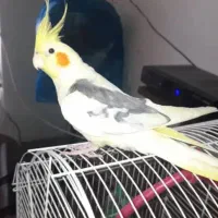 عروس هلندی گم شده