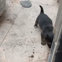 سگ پاکوتاه توله تازه غذامیخوره