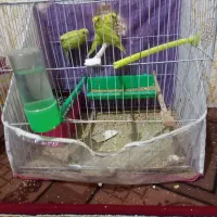 مرغ عشق مولدلونه اول زرد قناری