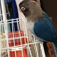 طوطی برزیلی فیشربلک ماسک نر