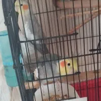 پرنده