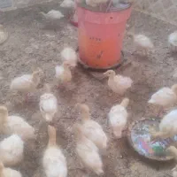 فروش جوجه بیوتی زرین بوقلمون 30روزه|حیوانات مزرعه|سبزوار, قلعه‌نو دهزار|دیوار