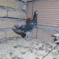 ۲تا جوونه سبز