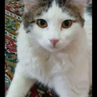 گربه دی اس اچ