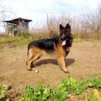 سگ ژرمن شولاین هاسکی مالاموت پیت بول