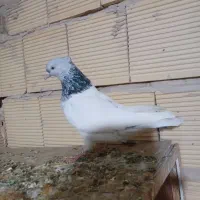 کله الماسی .هما. دم سفید