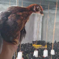 جوجه مرغ و خروس محلی. قلم سیاه