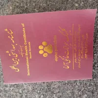 پاکوتاه شیتزو جنسیت نر|سگ|تبریز, |دیوار