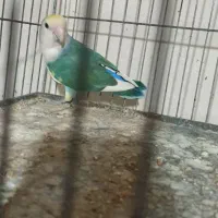 طوطی برزیلی|پرنده|قائمشهر, |دیوار