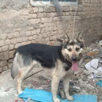 سگ ژرمن|سگ|فاروج, |دیوار