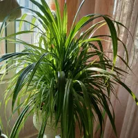 گل پاندانوس زیبا