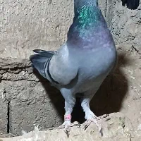سبز بازیکن بترکون