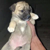 ماده اشپیتز