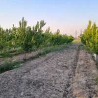 فروش زمین کشاورزی در اسلامشهر علی آبادطپانچه فوری|فروش زمین و ملک کلنگی|تهران, تهرانسر مرکزی|دیوار