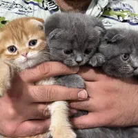 واگذاری گربه