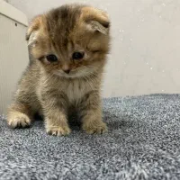 گربه اسکاتیش|گربه|کرج, ساماندهی|دیوار