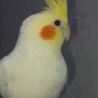 یک جفت عروس هلندی کار داده