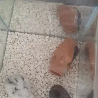 ماهی و اکواریوم گپی بچه ماهی|ماهی|مشهد, گلشور|دیوار