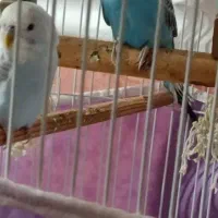 به عکس توجه نکنید