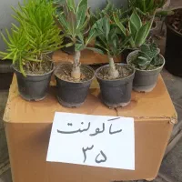 انواع گل آپارتمانی|گل و گیاه طبیعی|قزوین, |دیوار