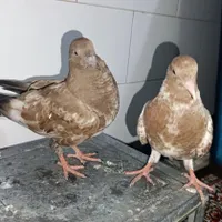 حمام کله ای جوج|حراج|اهواز, دغاغله|دیوار