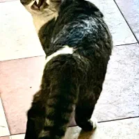 واگزاری|گربه|زرند, |دیوار