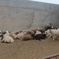 بره درجه یک افشاری دو رگ نائینی مغانی