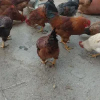 تعدادی مرغ و خروس بومی 8ماهه خریدم تخم گذار هستن|حیوانات مزرعه|نجف‌آباد, یزدانشهر|دیوار