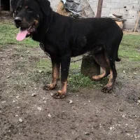 قیمت مناسب رتوایلر|سگ|سنگر, |دیوار