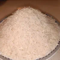 برنج شمال  طارم هاشمی پارساله