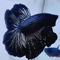 ماهی فایتر پلاکت هافمون