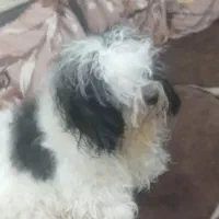 شیتزو ۱۱ ماهه