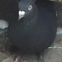 کبوتر ماده زاغ