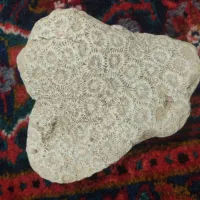 سنگ مرجان