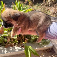 سگ شیتزو سوپر فلت|سگ|مشهد, شهید فرامرز عباسی|دیوار