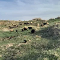 فروش میش وبره