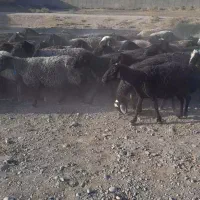 ۵۳ عدد میش جوان مایه کرده