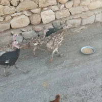 بوقلمون|حیوانات مزرعه|بدره, |دیوار